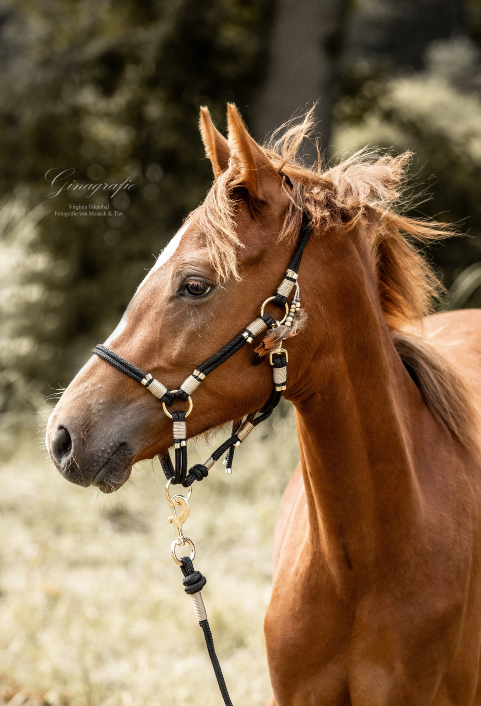 Stable halter "ARON"