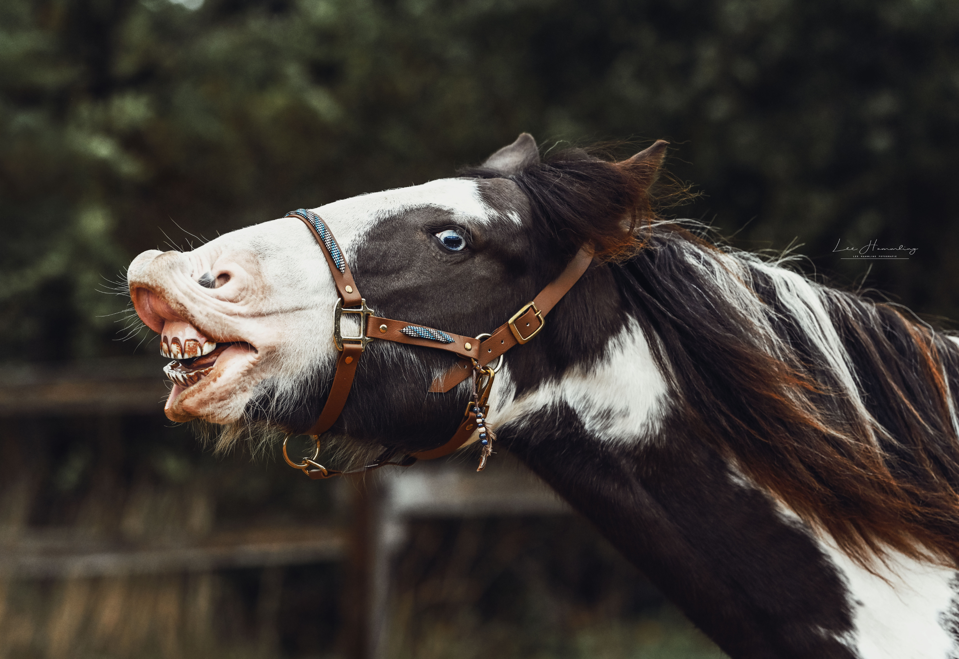 Stable halter "BIOTHAU" the classic