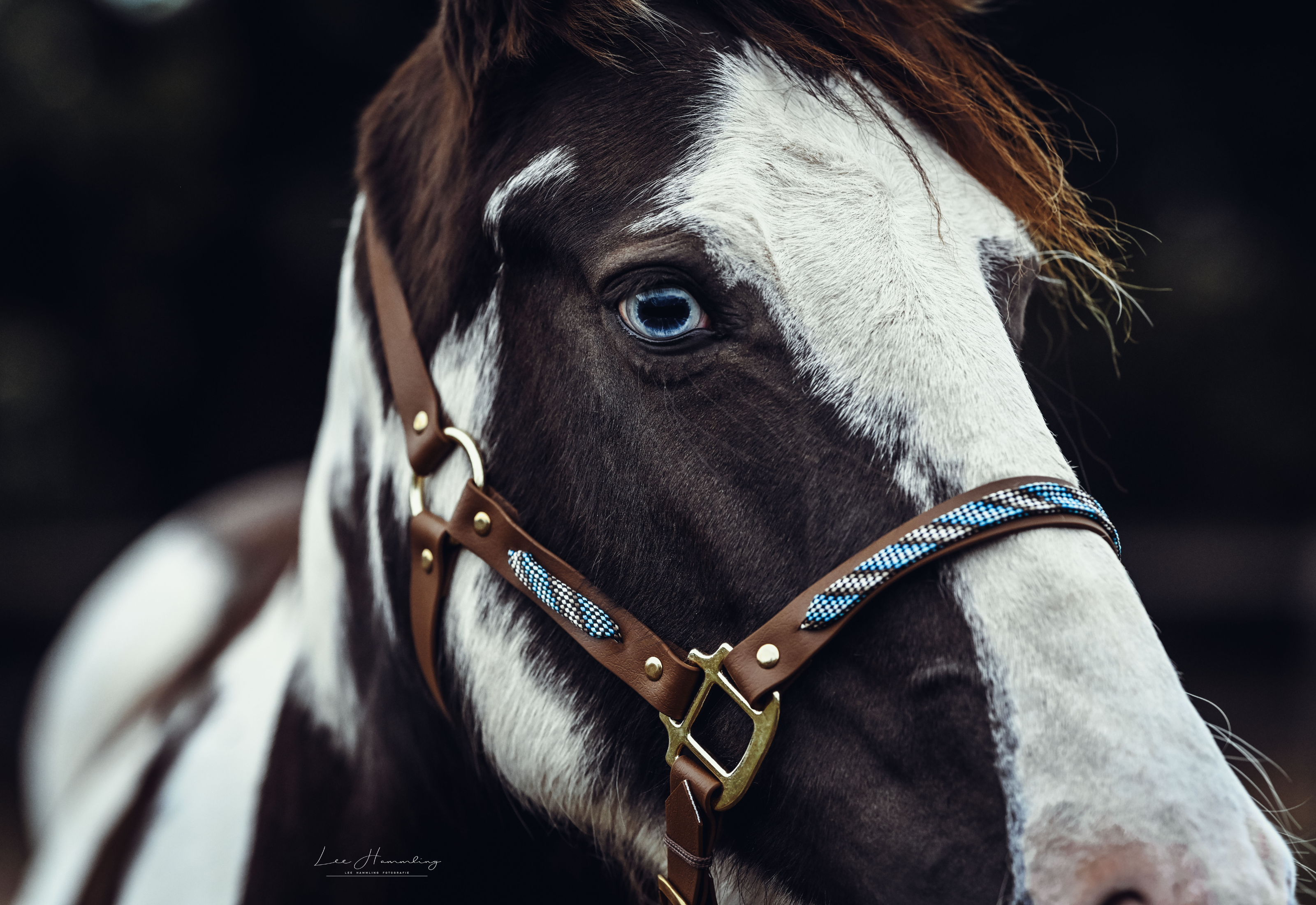 Stable halter "BIOTHAU" the classic