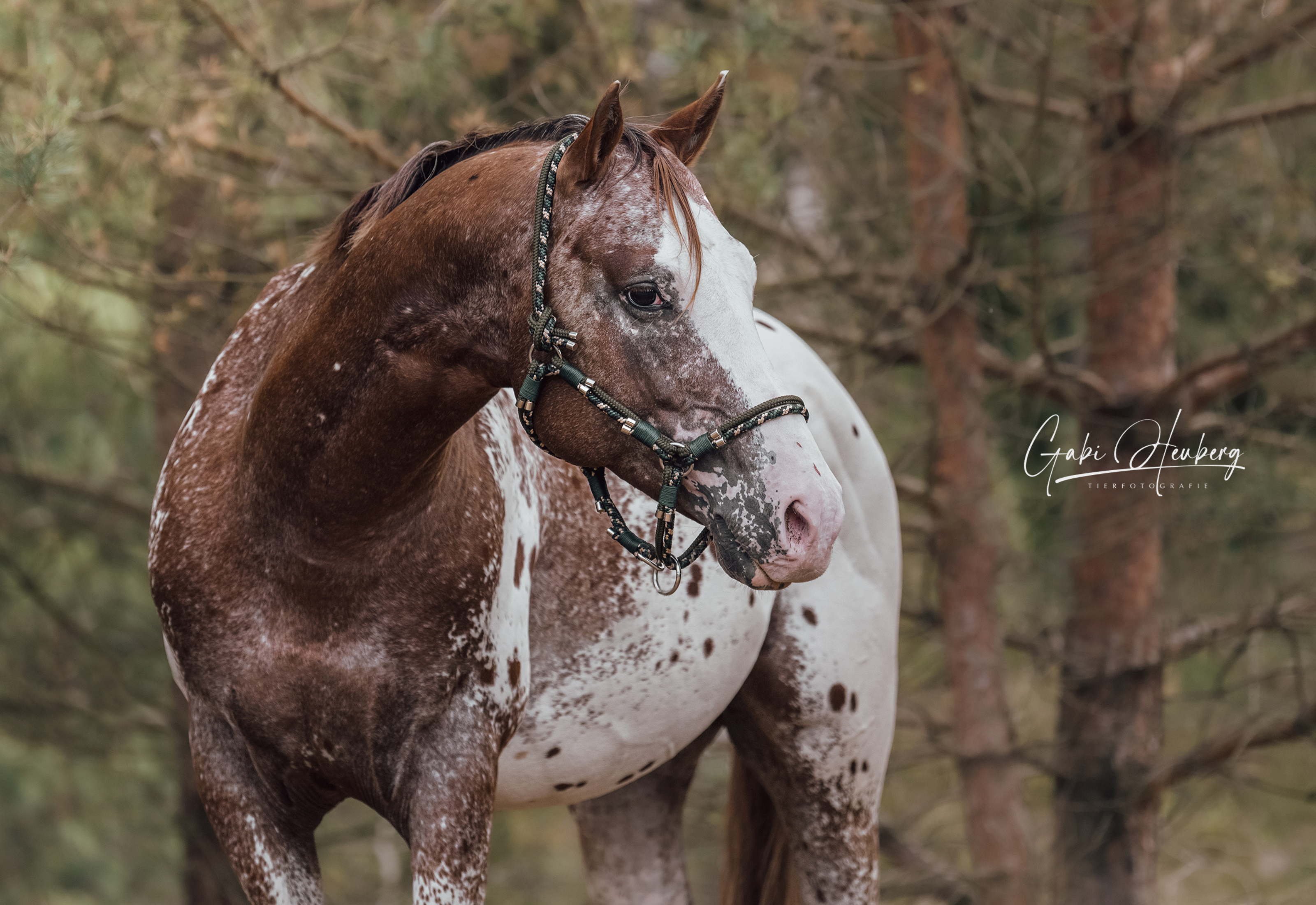 Stable halter "ARON"