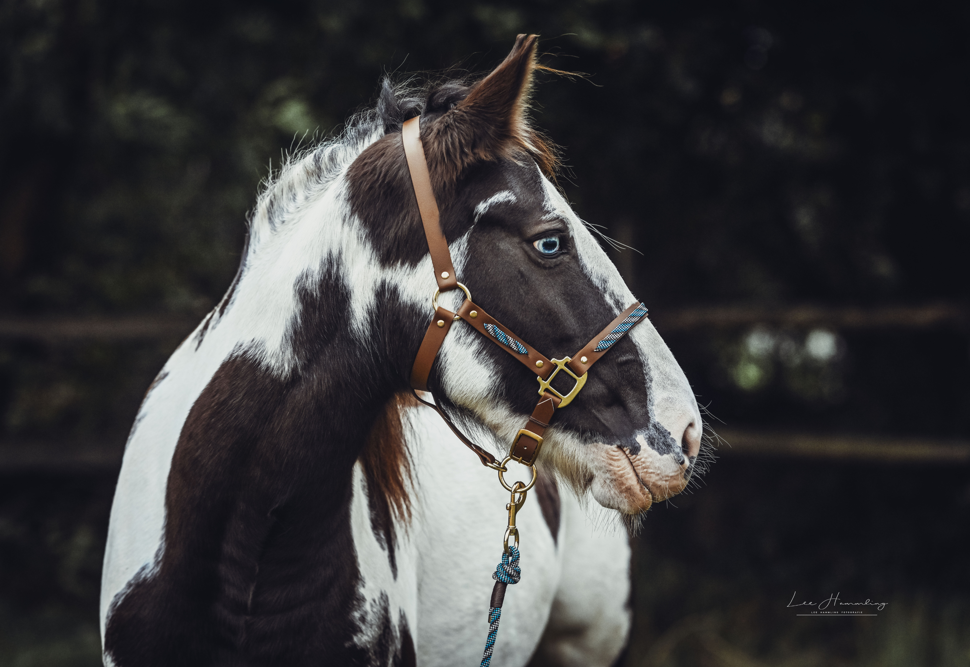 Stable halter "BIOTHAU" the classic